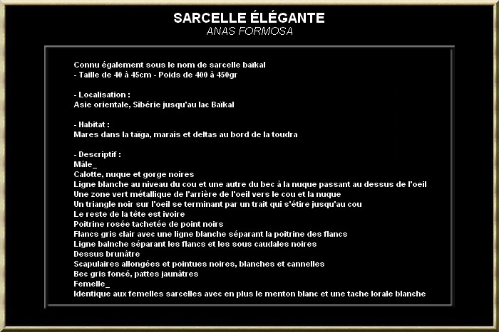 Sarcelle élégante