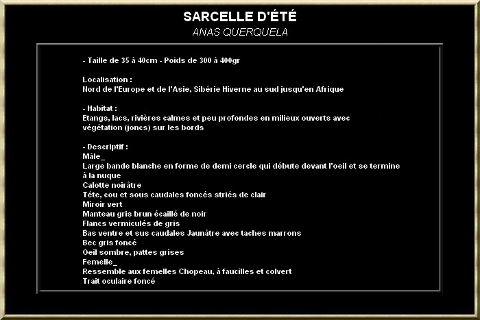 Sarcelle d'été