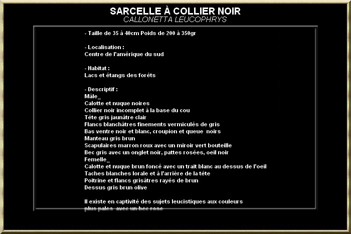 Sarcelle à collier noir