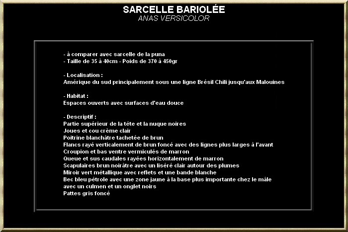 Sarcelle bariolée