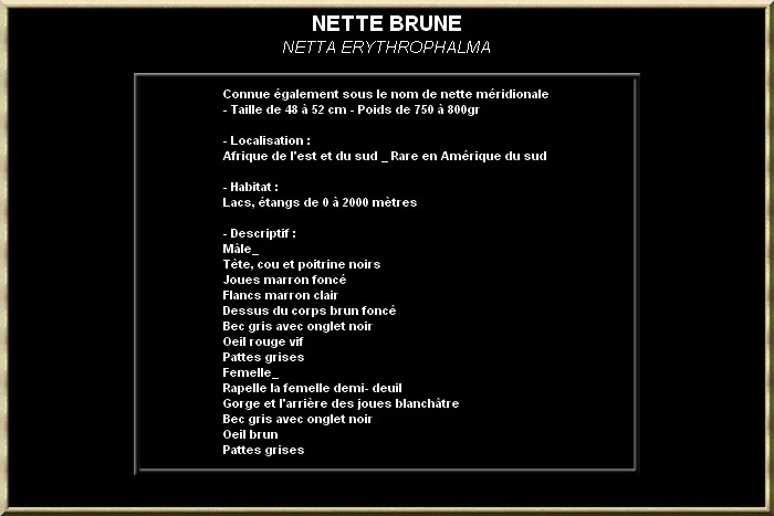 Nette Brune