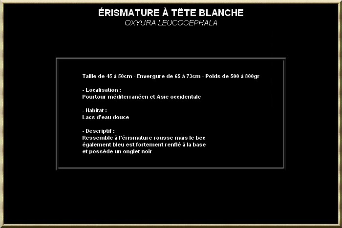 ERISMATURE A TÊTE BLANCHE