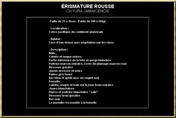 ERISMATURE ROUSSE