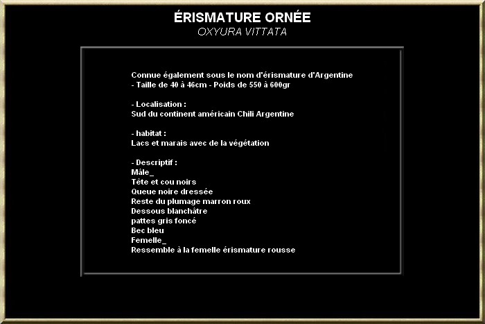 ERISMATURE ORNEE