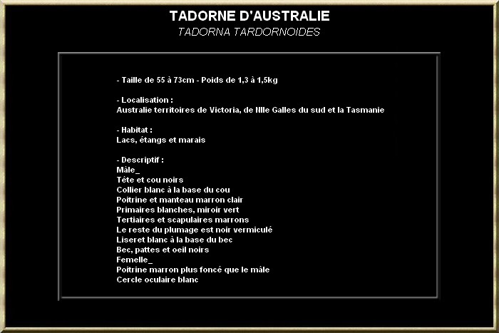 Tadorne d'Australie