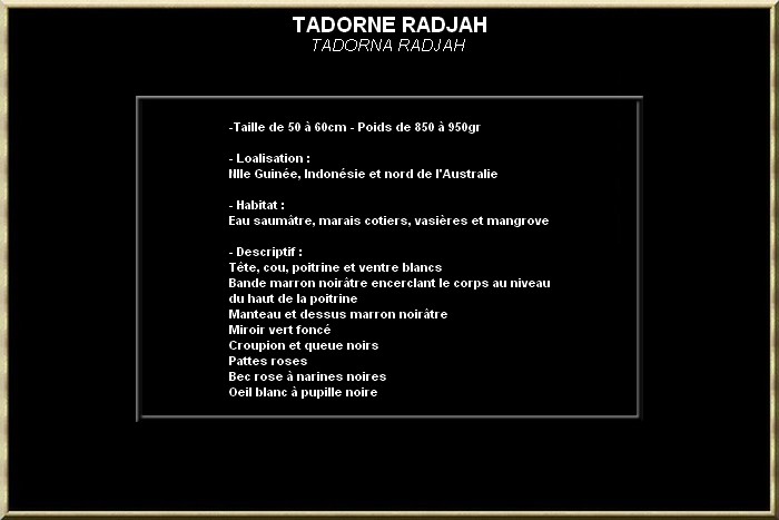 Tadorne radjah