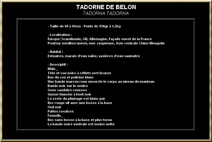 Tadorne de Belon