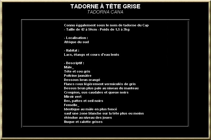 Tadorne à tête grise