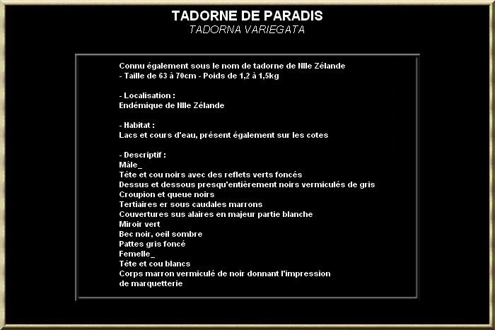 Tadorne de paradis