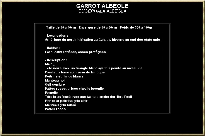 GARROT ALBEOLE