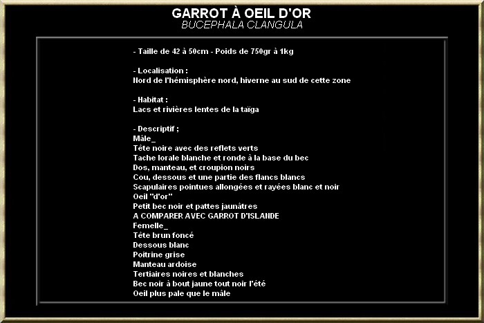 GARROT A OEIL D'OR