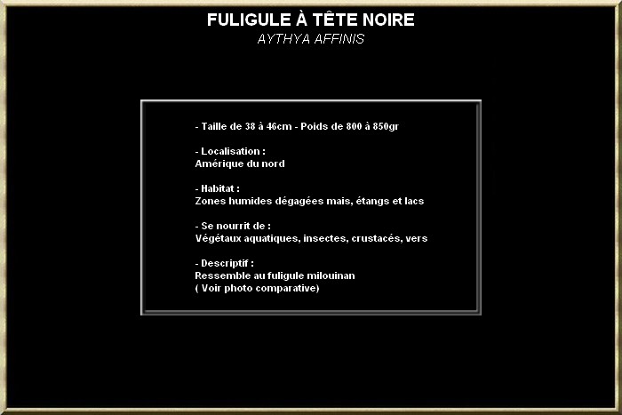 Fuligule à tête noire