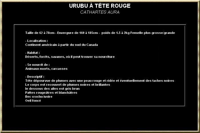 Urubu à tête rouge