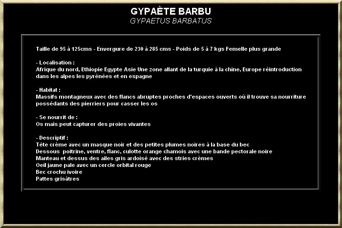 Gypaète barbu