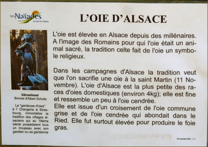 Oie d'Alsace