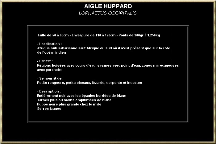 AIGLE HUPPARD