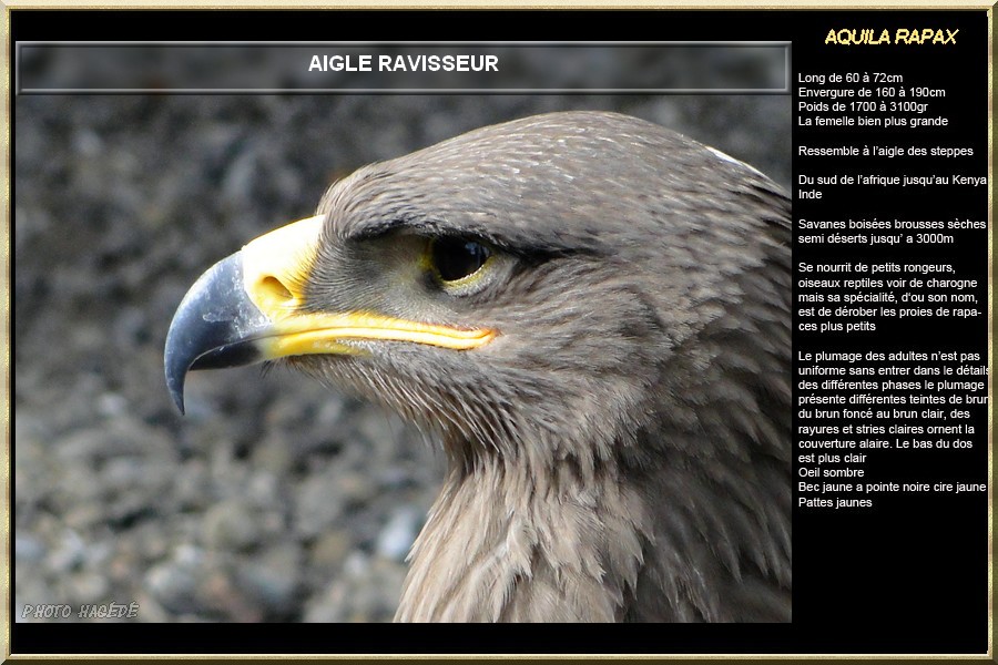 AIGLE RAVISSEUR