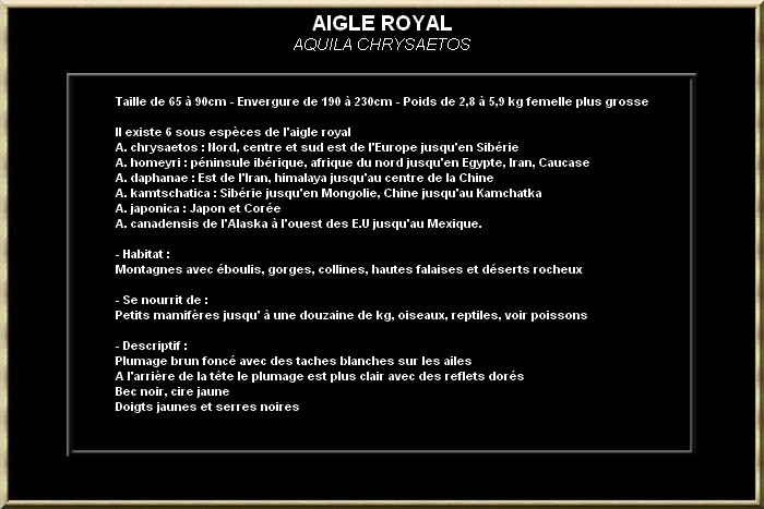 AIGLE ROYAL