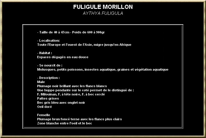 Fuligule morillon