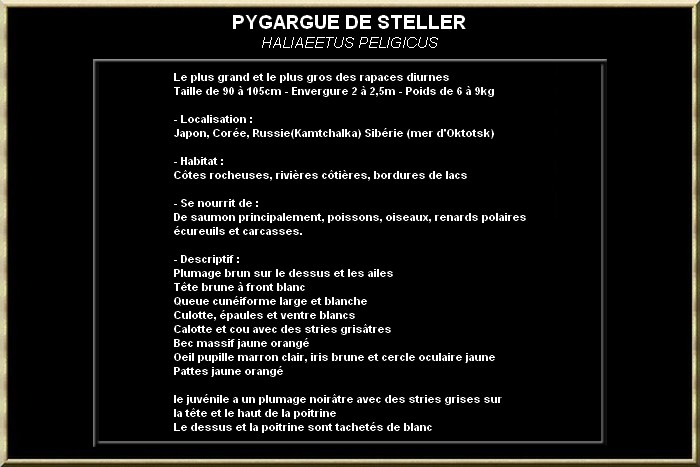 PYGARGUE DE STELLER