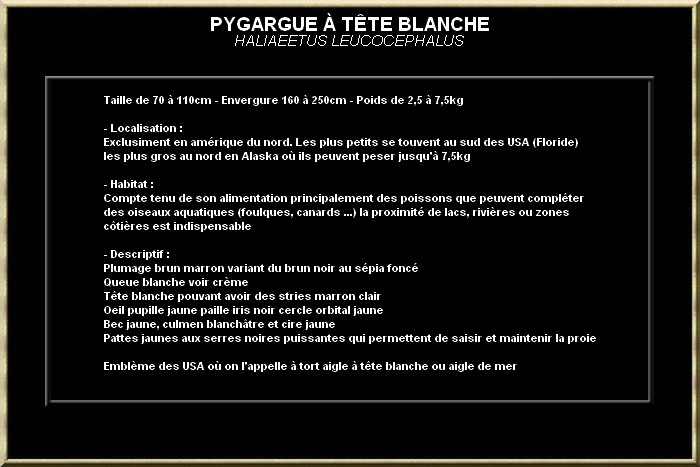 PYGARGUE A TETE BLANCHE