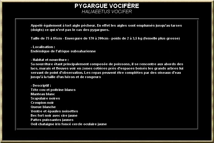 PYGARGUE VOCIFERE