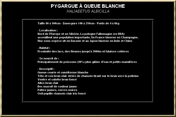 PYGARGUE A QUEUE BLANCHE