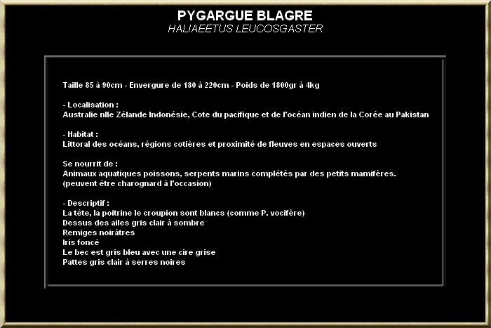 PYGARGUE BLAGRE