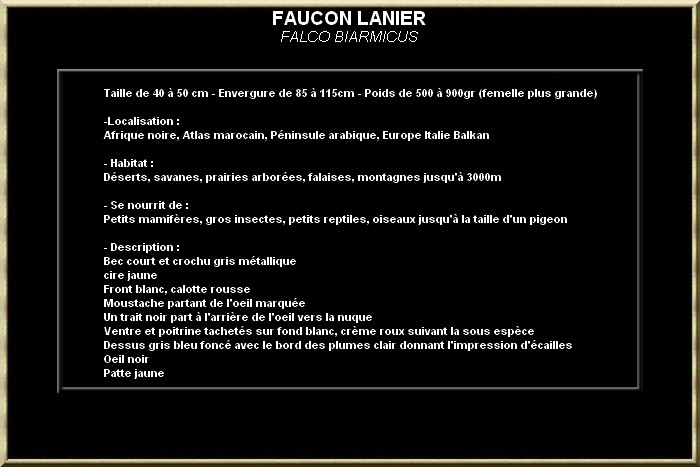 FAUCON LANIER