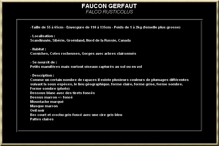 FAUCON GERFAUT