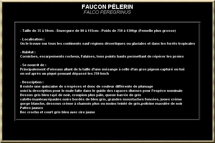 FAUCON PELERIN