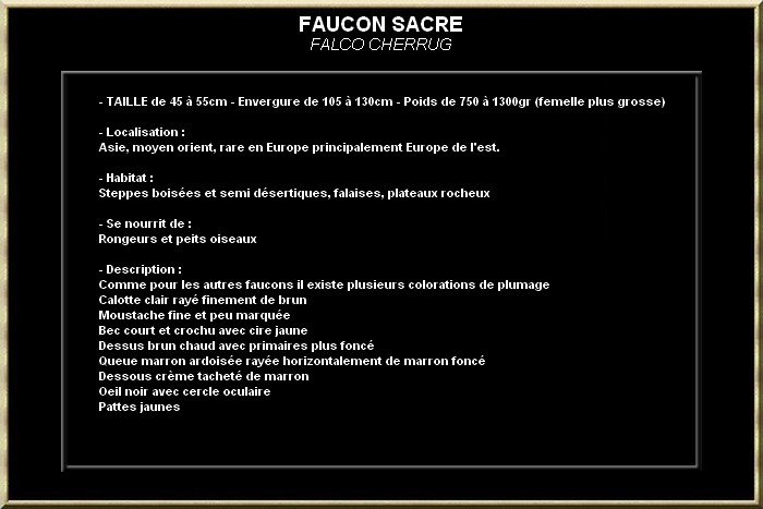 FAUCON SACRE