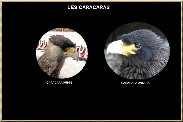 Caracaras