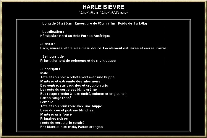 Harle bièvre