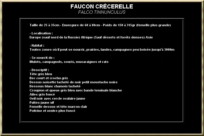 FAUCON CRECERELLE