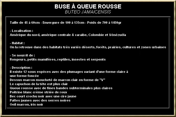 Buse à queue rousse