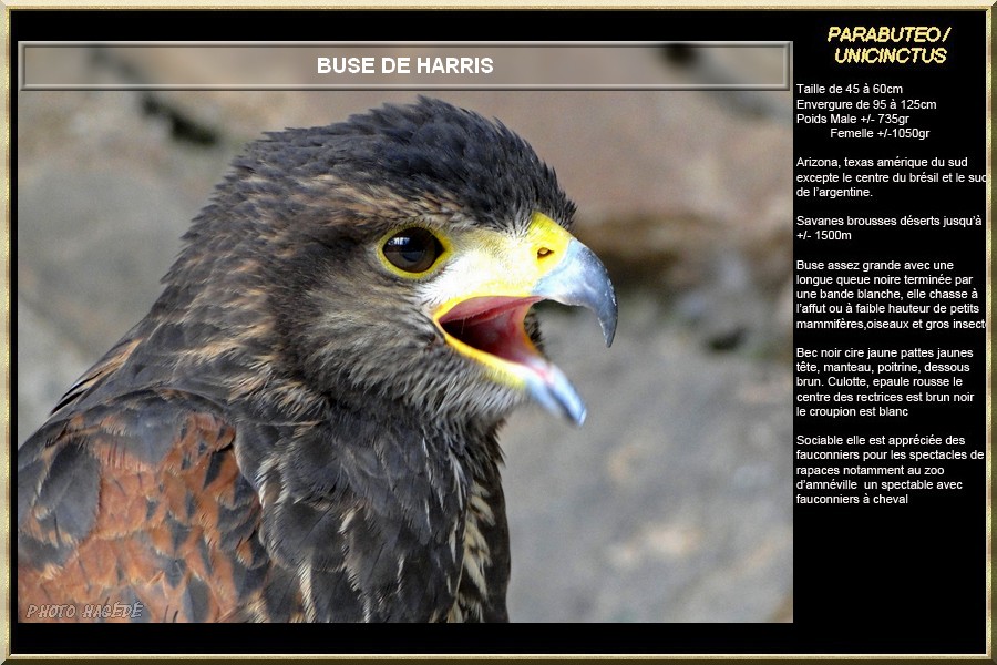 Buse de Harris