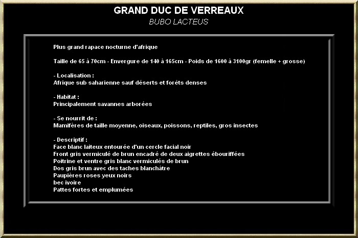 Grand duc de Verreaux