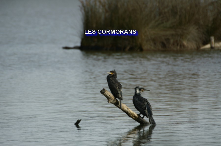 CORMORAN