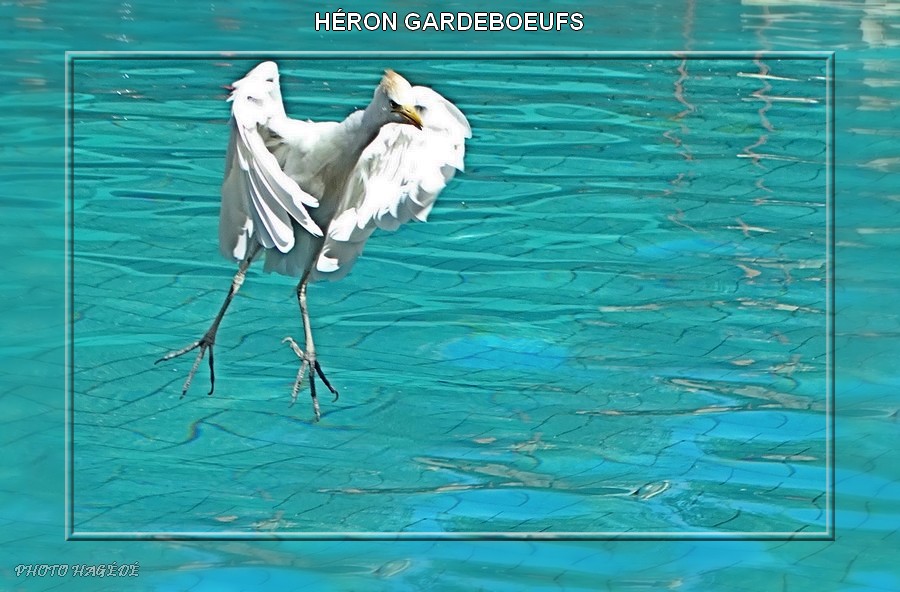 HERON GARDEBOEUFS