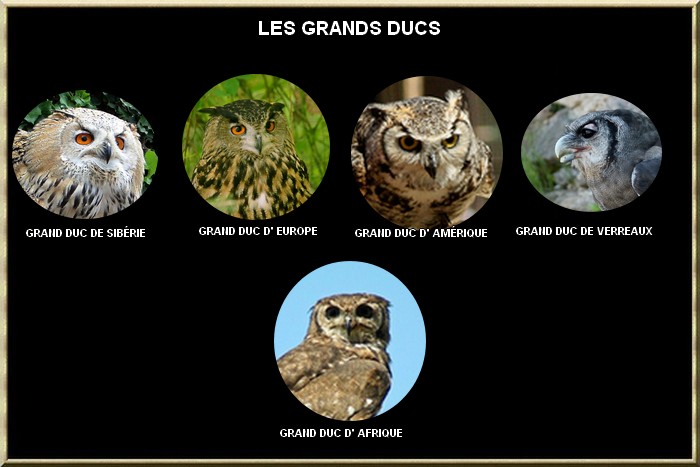 Grand duc