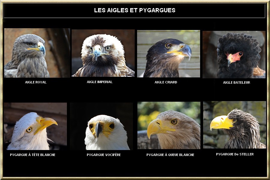 Aigles et Pygargues