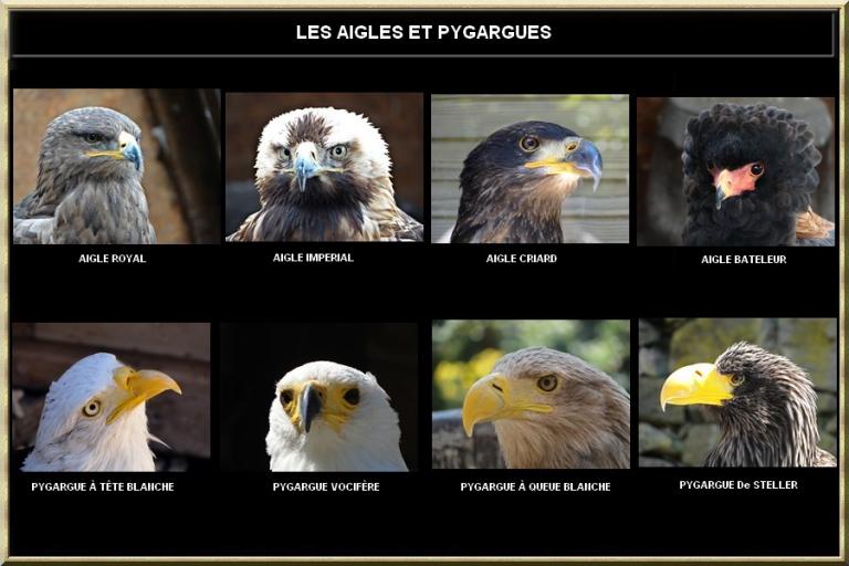 aigles et pygargue