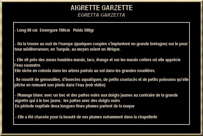 AIGRETTE GARZETTE