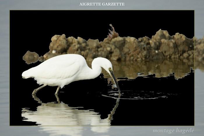 aigrette pop