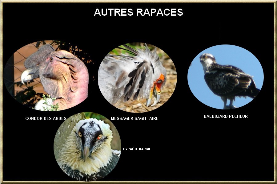 Autres rapaces