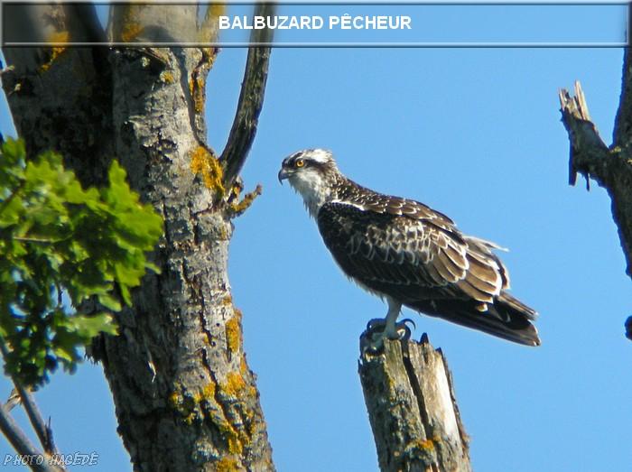 Balbuzard pêcheur 