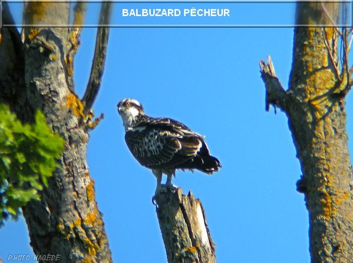 Balbuzard pêcheur 