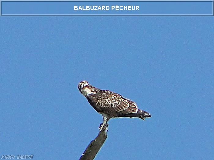 Balbuzard pêcheur 