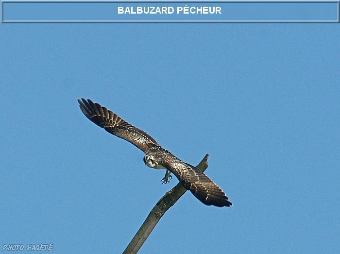 Balbuzard pêcheur 